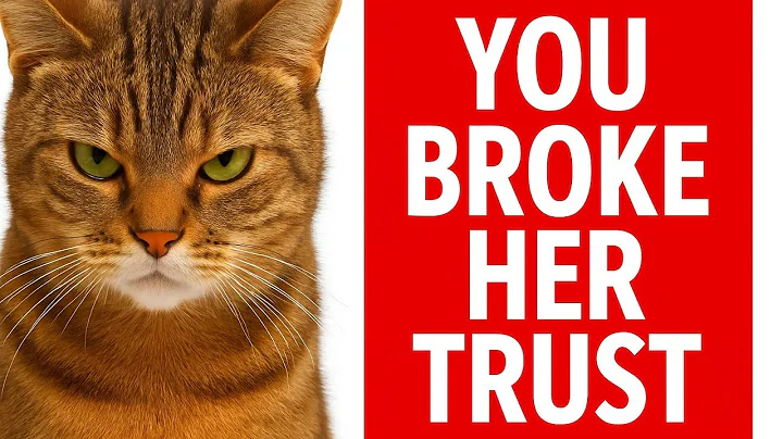 “You Broke Her Trust… And She Knows It”😿#cats#catlovers#cat#catlife#catvideos#catholic#catowners 