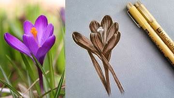 Unveiling the Art: Watch Me Draw a Mesmerizing Crocus Flower