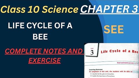 Class 10/ science/chapter 3/ life cycle of bee/complete notes and Exercise