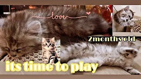 Watch the video about The naughty 😏 British persian cat wants to play |GRAY