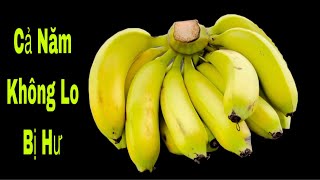 4 Ways to Preserve Ripe Bananas for Eating. The whole year is not bad