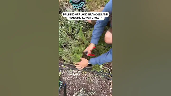 Pruning back Perennial Herbs for FRESH Harvest! - DayDayNews