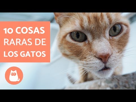 Video: 5 Cosas Raras Que Aman Los Gatos