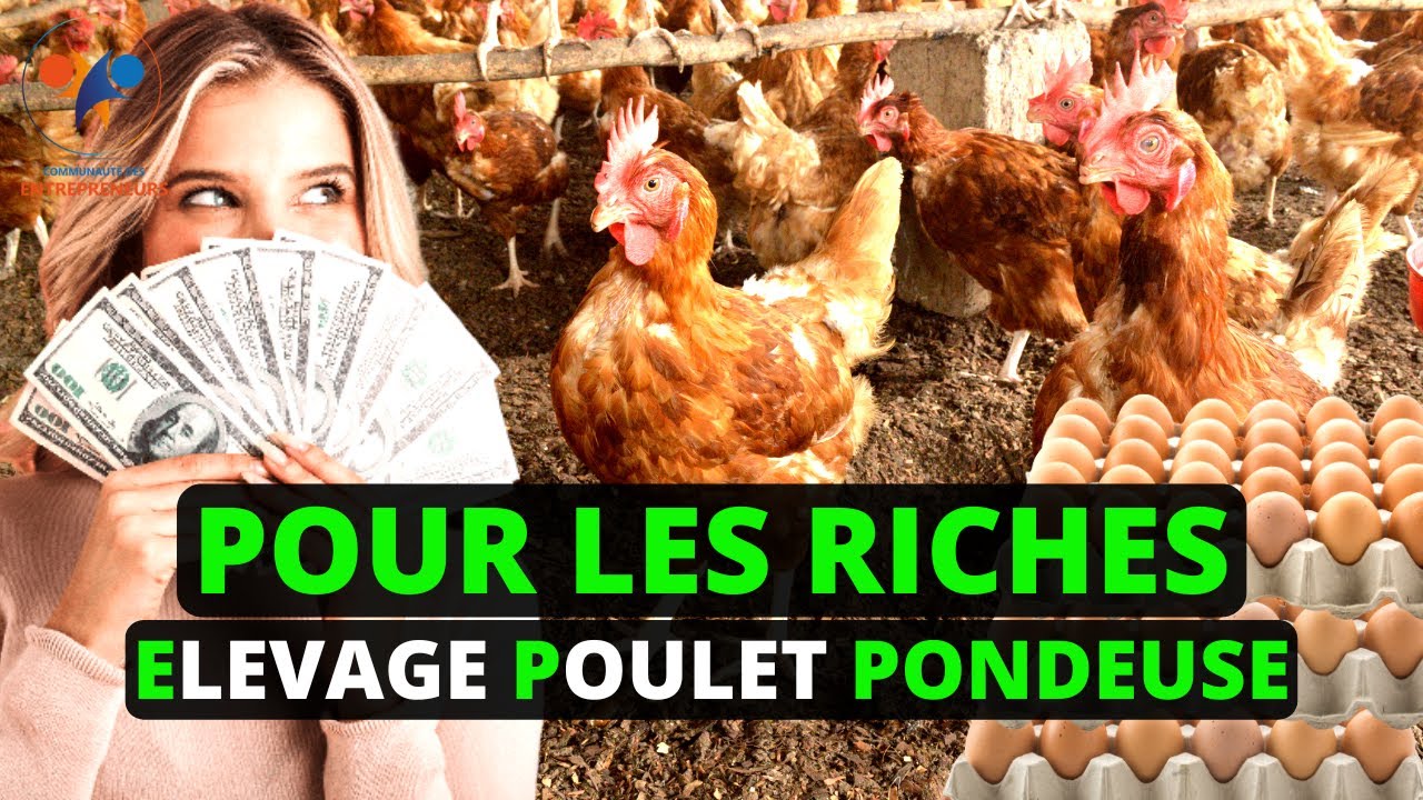 ELEVAGE POULET PONDEUSE, Une Activité Pour Les RICHES (Astuces poule pondeuse) investir au pays 100%