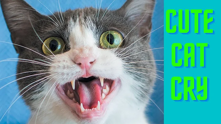 Video 10434571: pet cute dog, funny pets, best funny cat