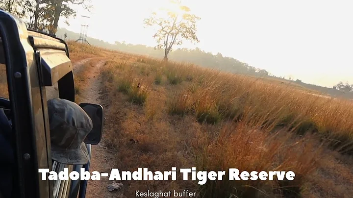 Wild Dog chase Sambar deer in Tadoba-Andhari Tiger Reserve