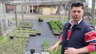 Understanding how herbicides work through controlled trial work