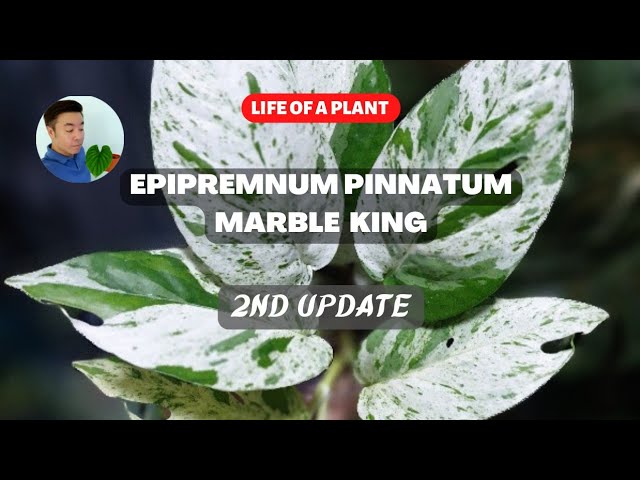 succulent zebra plant Haworthia Fascinata  mj.cultivates