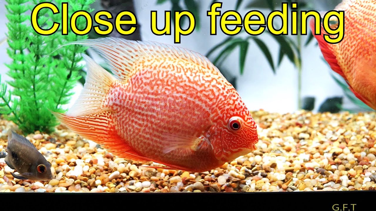 Red spotted Severum Cichlid Tank mates close up feeding YouTube