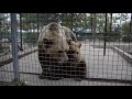 Шустрый медвежонок Нюра!  The nimble bear cub Nyura!