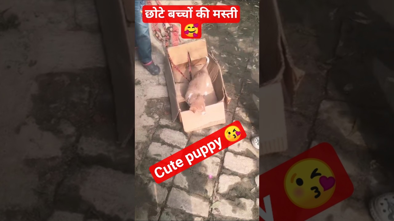 छोटे बच्चों की मस्ती🥰cute 