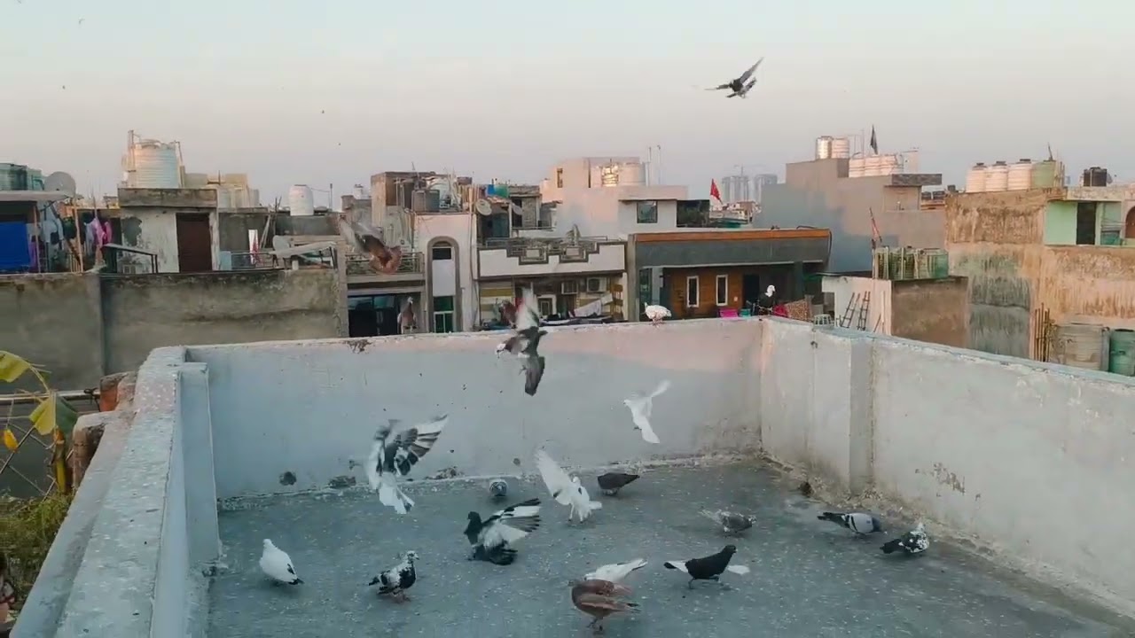  शादी के पकड़े 2 kabutar aj 🕊️🕊️😊