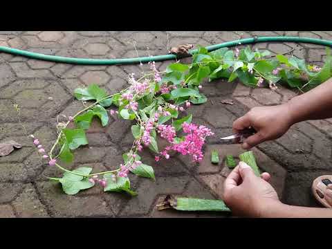 HOW TO  FLOWER  GROW FROM CUTTINGS