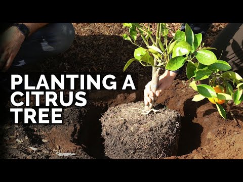 Video: Hvad er citrustræer: Lær om citrustræer til haven