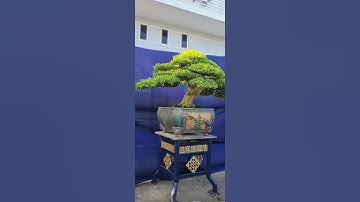 Bonsai Ứng | Giao lưu cùng ace cây nguyệt quế. Ace xin liên hệ 0934 094 679 Ứng. Xin cảm ơn !!!