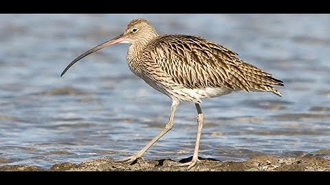 Curlew Birds With Music On Visit To Firth Of Forth Scotland