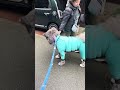 秋田犬長毛カイトリミング行って雨降って新しいレインコート最悪