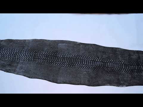 Reticulated and Short Tail Python Winter 2014