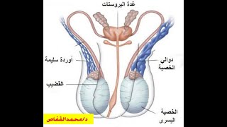 علاج دوالي الخصية بكل دقة فى دقائق معدودة