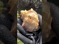 😱Seafood catching videos #foryouシ #seafood #catching #fb #video