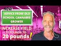 How to increase your yield in flower  new advice from an old school cannabis grower  episode 3