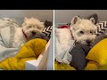 Pup only wakes up for specific sound