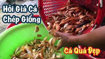 Đi Hỏi Giá Cá Chép Giống Mua Về Nuôi - Cá Quá Đẹp 🐠🐠🐠