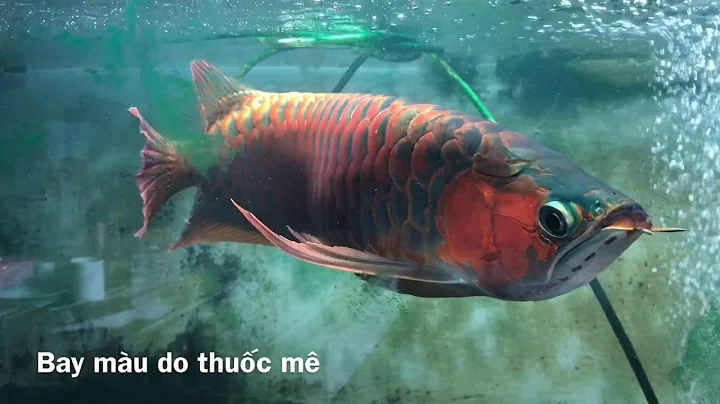 My red arowana champion