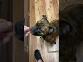 【閲覧注意】ヤバすぎる生肉爆食い犬の飯www【飯テロ/MUKBANG】#shorts