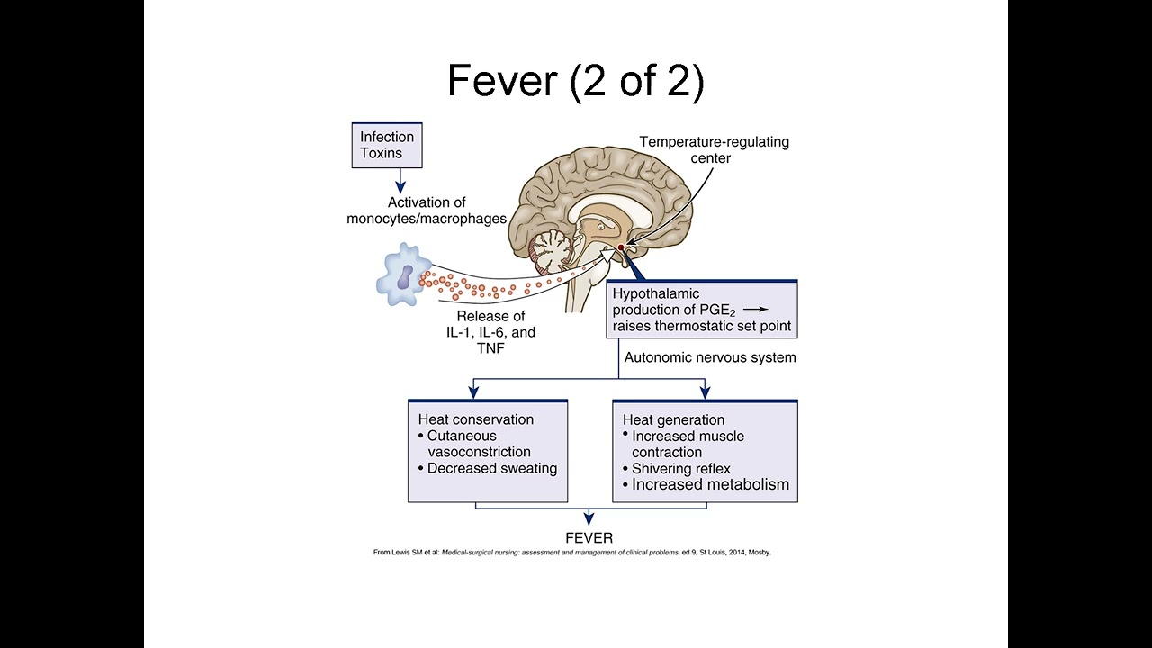 Pain, Temperature, Sleep, and Sensory Function Explained: Neurophysiology Essentials