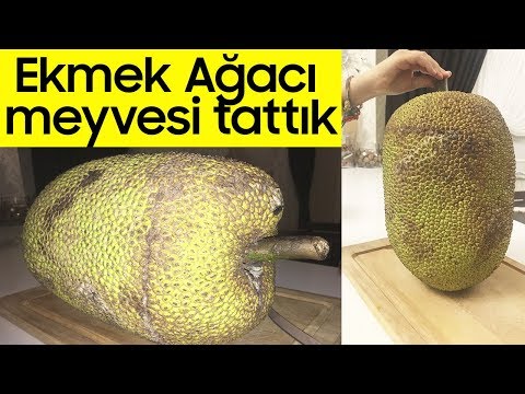 Video: Ekmek Meyvesi - Artocarpus Altilis