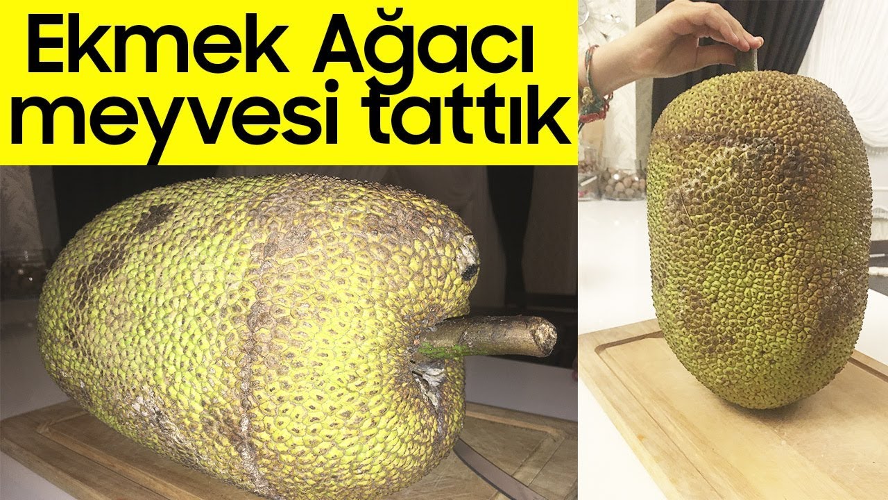 Ekmek Ağacı Meyvesi Denedik | İlginç Bir Meyve 😀