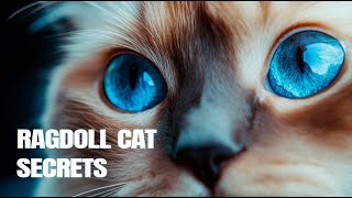 10 RAGDOLL CAT FACTS You’ll Love To Know