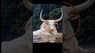 Top 5 Dangerous Animals That Don’t Want to Hurt You 🐾😳 #wildlifereels #facts #animals #livinganimals