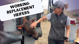 Replacement Heifers Get New Earrings!