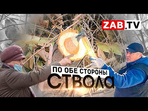 Видео: Отглеждане на глициния (20 снимки): грижи в Ленинградска област и Урал, в Ростовска област и в Сибир, в други региони. Условия за кацане