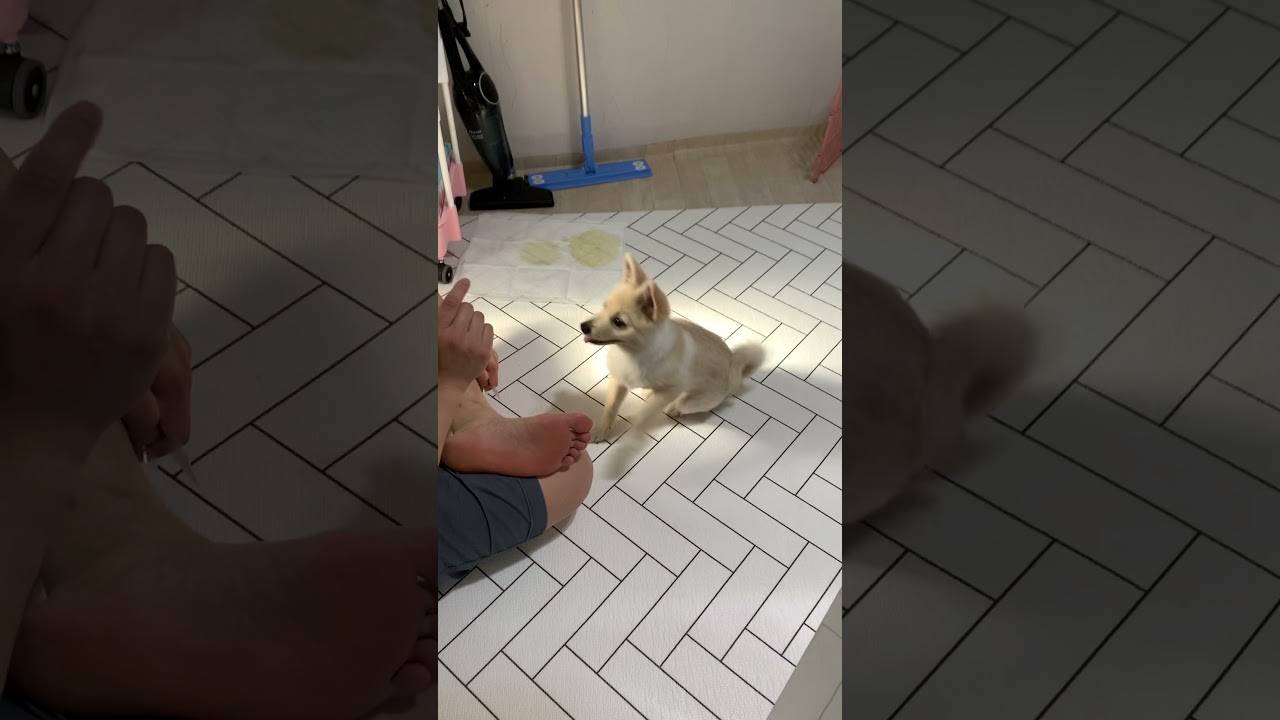 간식먹기위해 개인기하는 강아지 A dog that shows off for a snack.