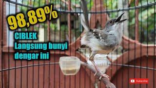 Ciblek gacor narung bikin Emosi dan Bunyi ciblek lawan!