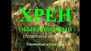 ХРЕН ОБЫКНОВЕННЫЙ. Общее описание технологии возделывания. Овощные растения.