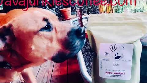 Another early Java Junkies Video