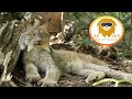 RELAX WITH OUR BIG CAT RESIDENTS!  3D 180VR