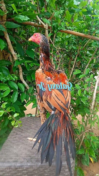 AYAM EKOR LIDI VIRAL