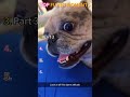 Frenchie life. #dog #frenchie #funnydog #fyp #foryou #funny