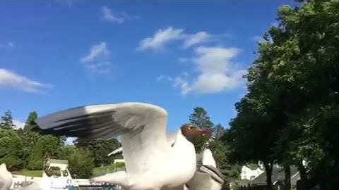 أن الله وملائكته يصلون على النبي رعد الكردي تلاوة خاشعة تلاوات قرآن كريم 🌴✨