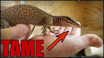 #1 Method to Tame & Bond With Your Lizard |  NO TOUCHING!!!