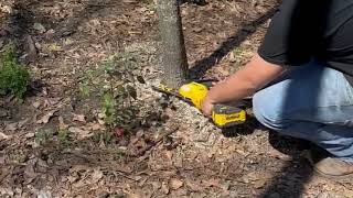 DeWalt 20V MAX* 8-in. Brushless Cordless Pruning Chainsaw (DCCS623B)