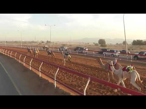 7 31 12 2020 الشوط 7 الظبي للسيد خليفة محمد عبدالله عاضد المهيري