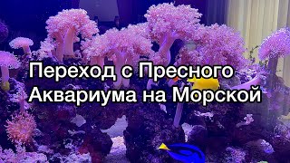 Морской Аквариум | Переход с Пресного Аквариума на Морской | Морские Кораллы | Морские рыбки .