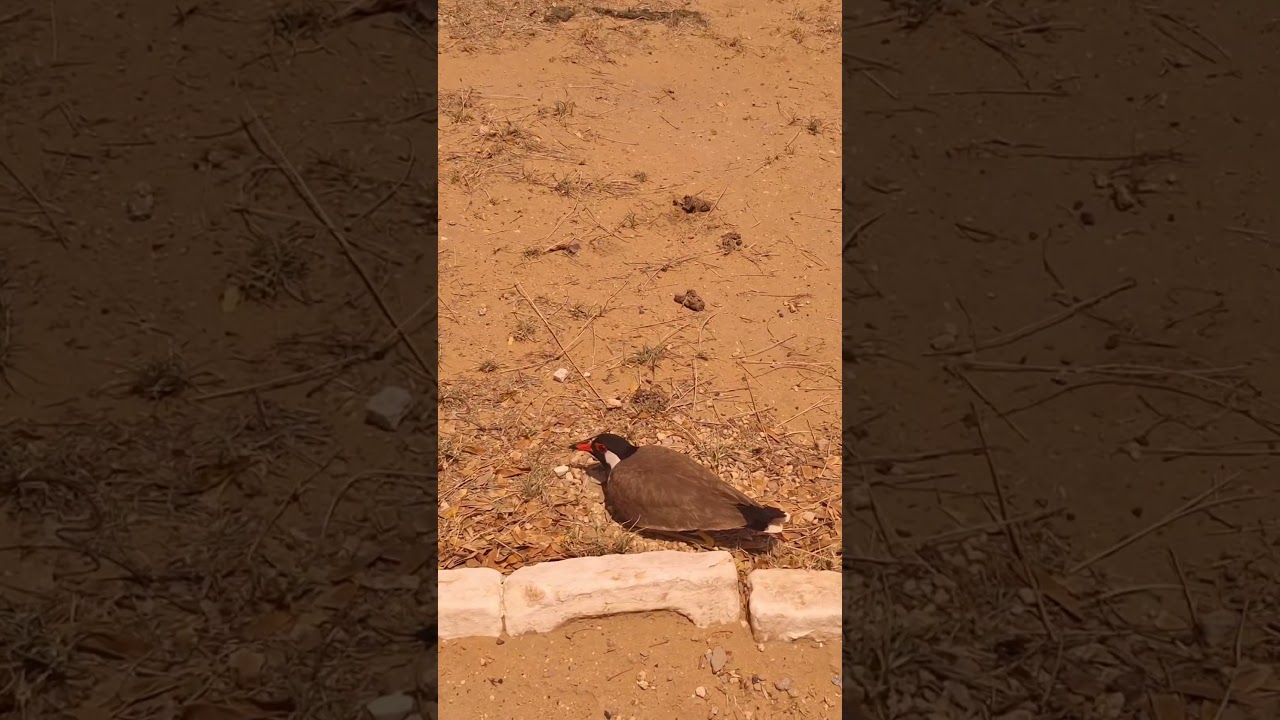 lapwing guarding it's egg 