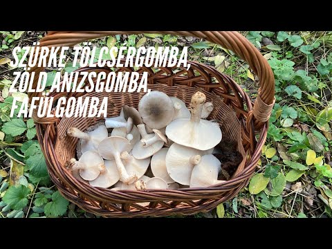 Videó: Hogyan Kell Felhívni Az őszi Gombát